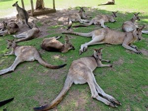Bonorong a group of kangaroos