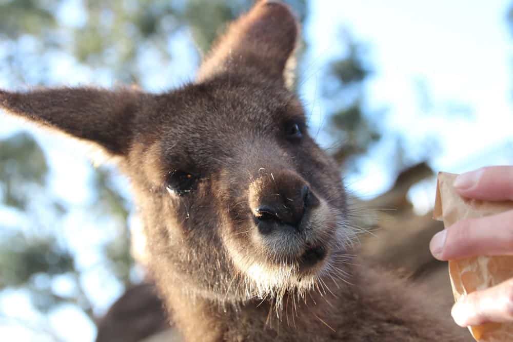 Bonorong kangaroo