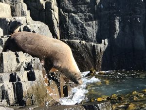 Bruny island seal jumping into the water