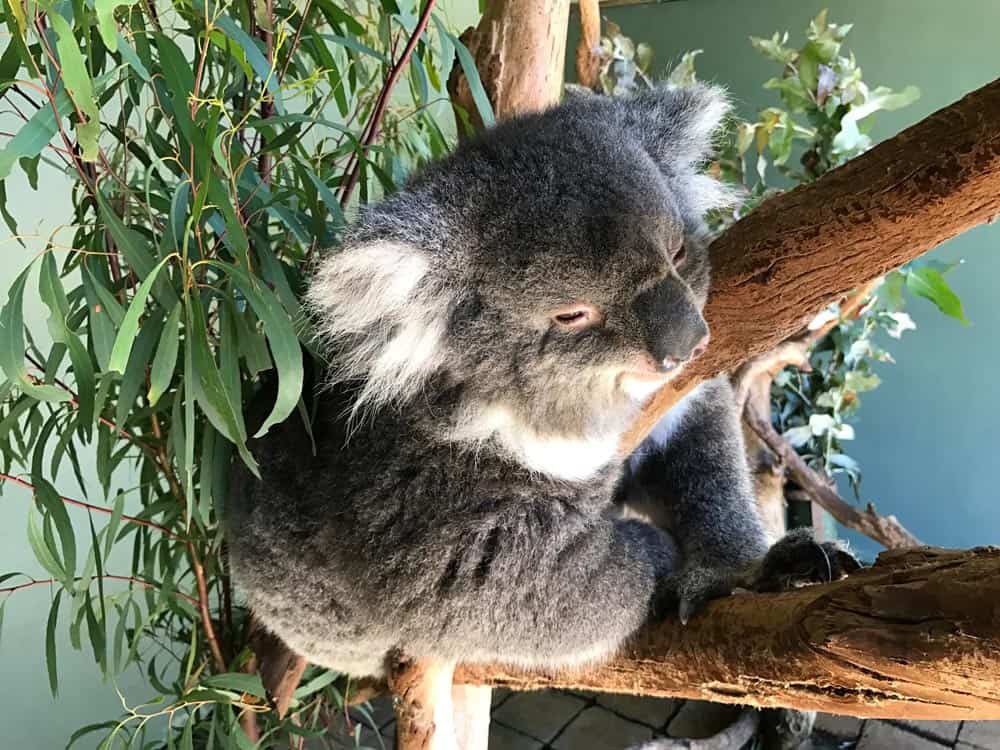 Koala in limb of tree