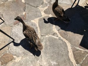 2 Ducks at Mona