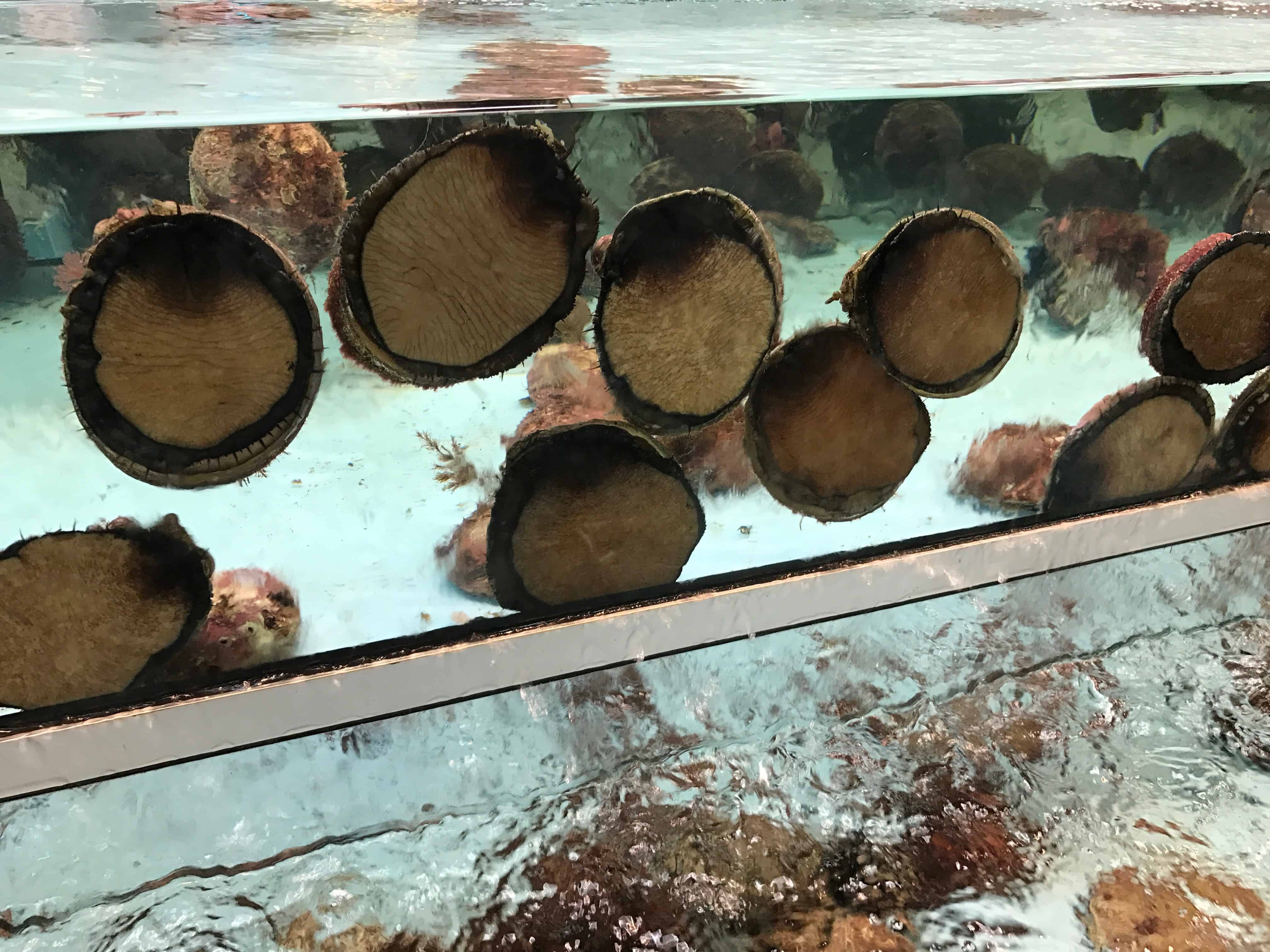 Live Abalone in tank