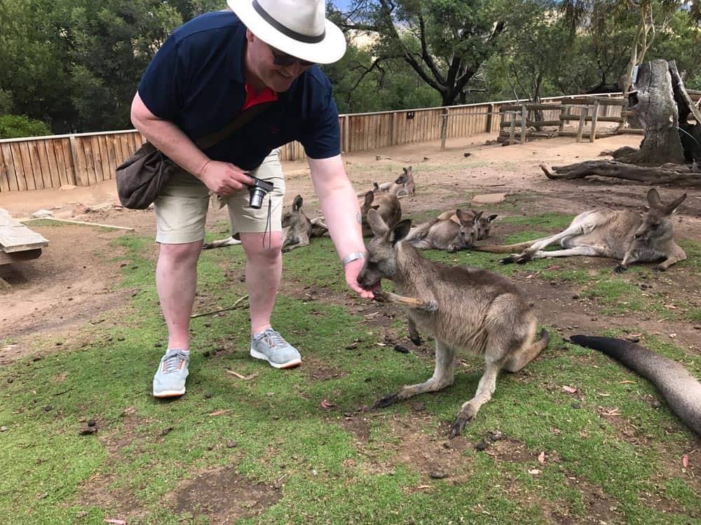 Bonorong kangaroo being feed