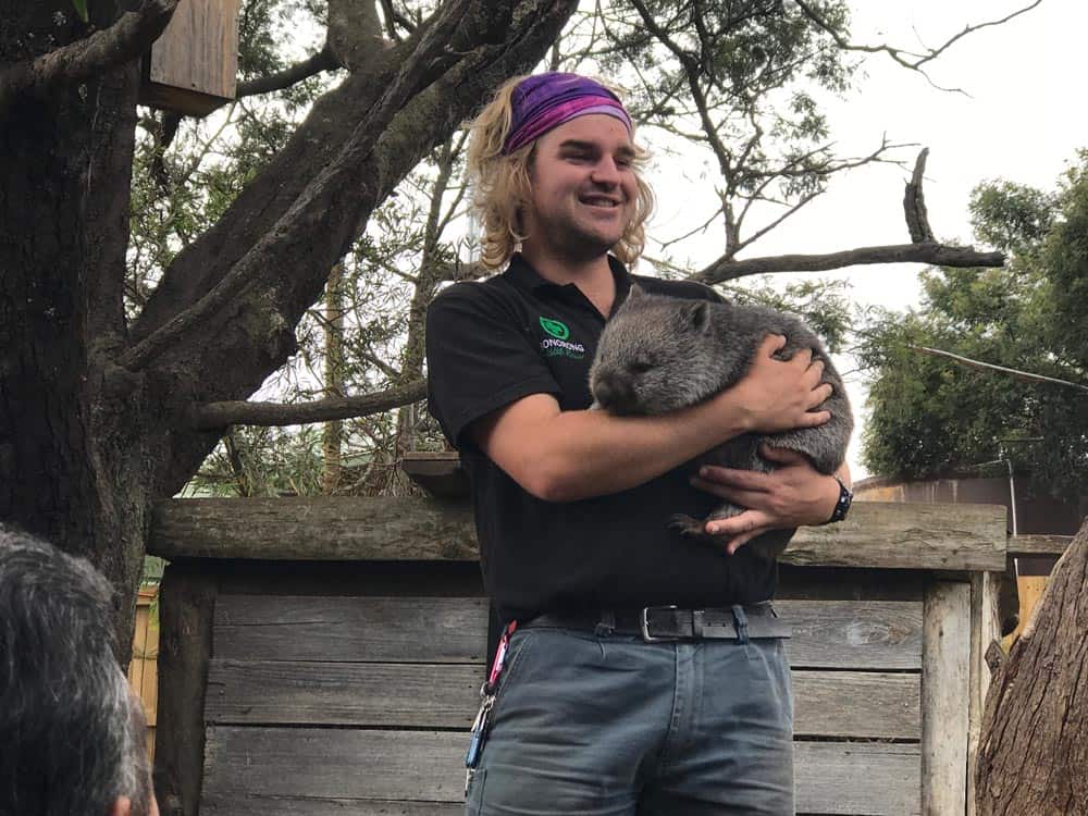 Bonorong staff with wombat