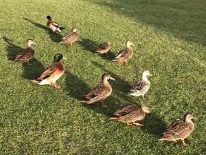 10 Ducks on the front lawn Bruny Island