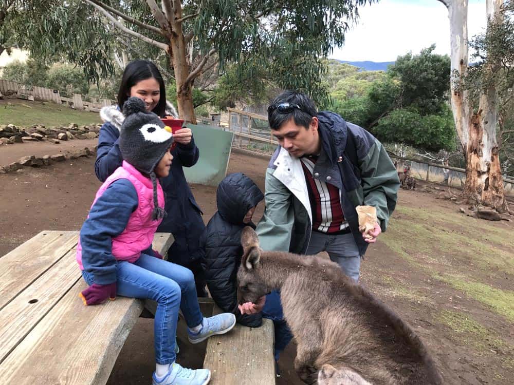 Children feeding the kangaroos at bonorong