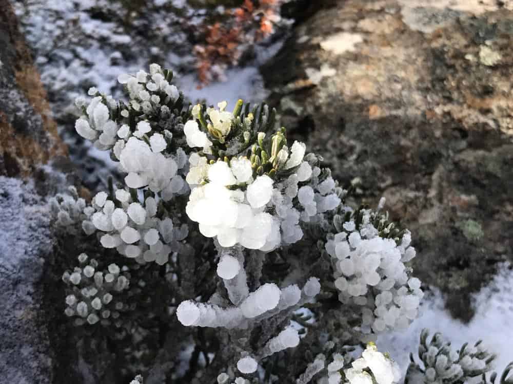 Mt Wellington small plant with ice