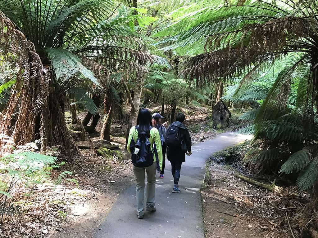 russell falls walking track with large ferns